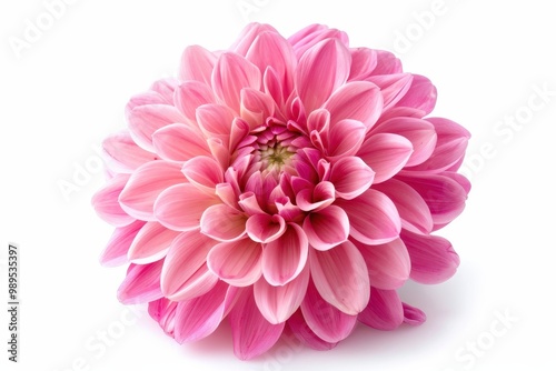 Pink dahlia flower alone on white background