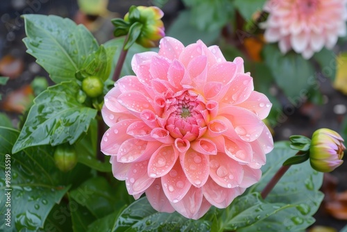 Pink flower dahlia mignon grows in the fall post rain photo