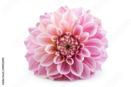 Single pink dahlia bloom alone