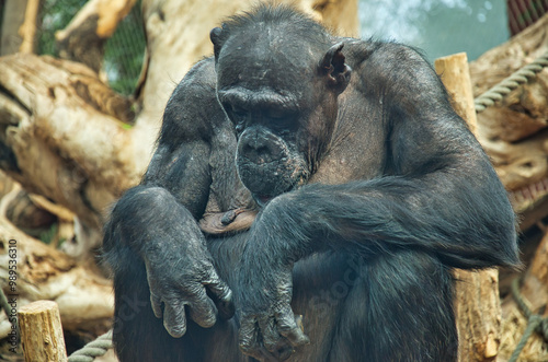 old chimpanzee in the zoo
