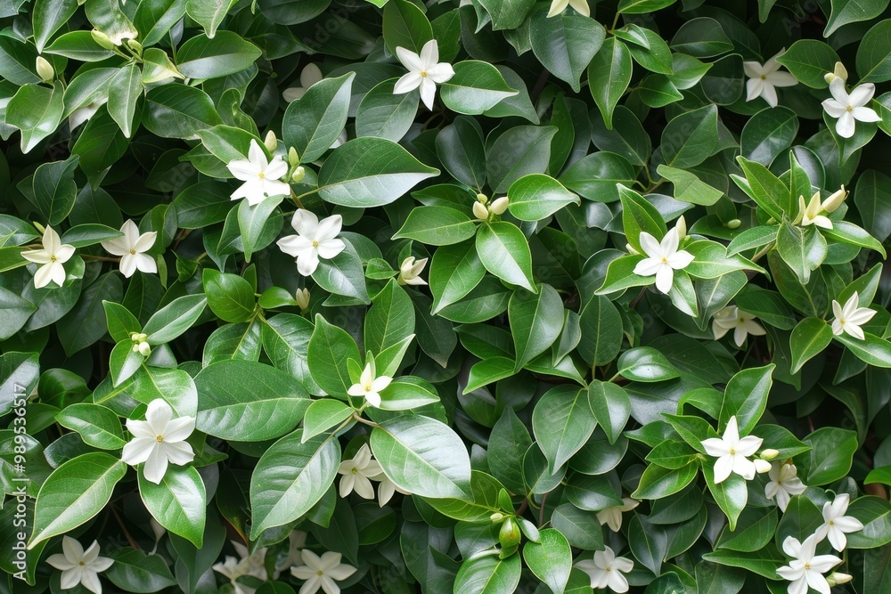 Star Jasmine is a glossy leafed vine that thrives in sunny to semi shady conditions Star Jasmine is a glossy leafed vine that thrives in sunny to semi shady conditions