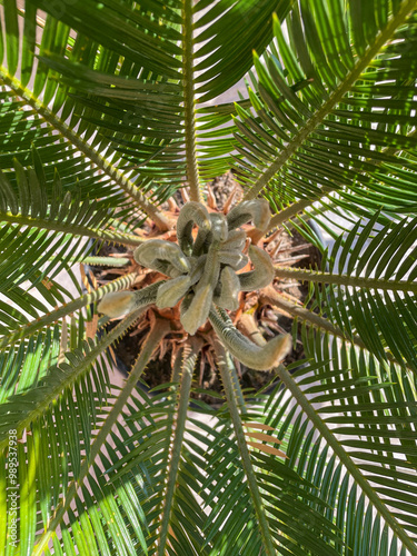 Middle Of A Cycas Palm With New Growth photo