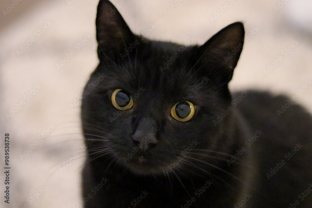 Portrait Of A Black Cat With Yellow Eyes Portrait Of A Black Cat With Yellow Eyes