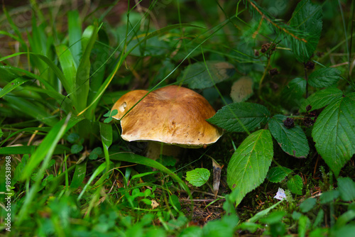 White mushroom surrounded by nature