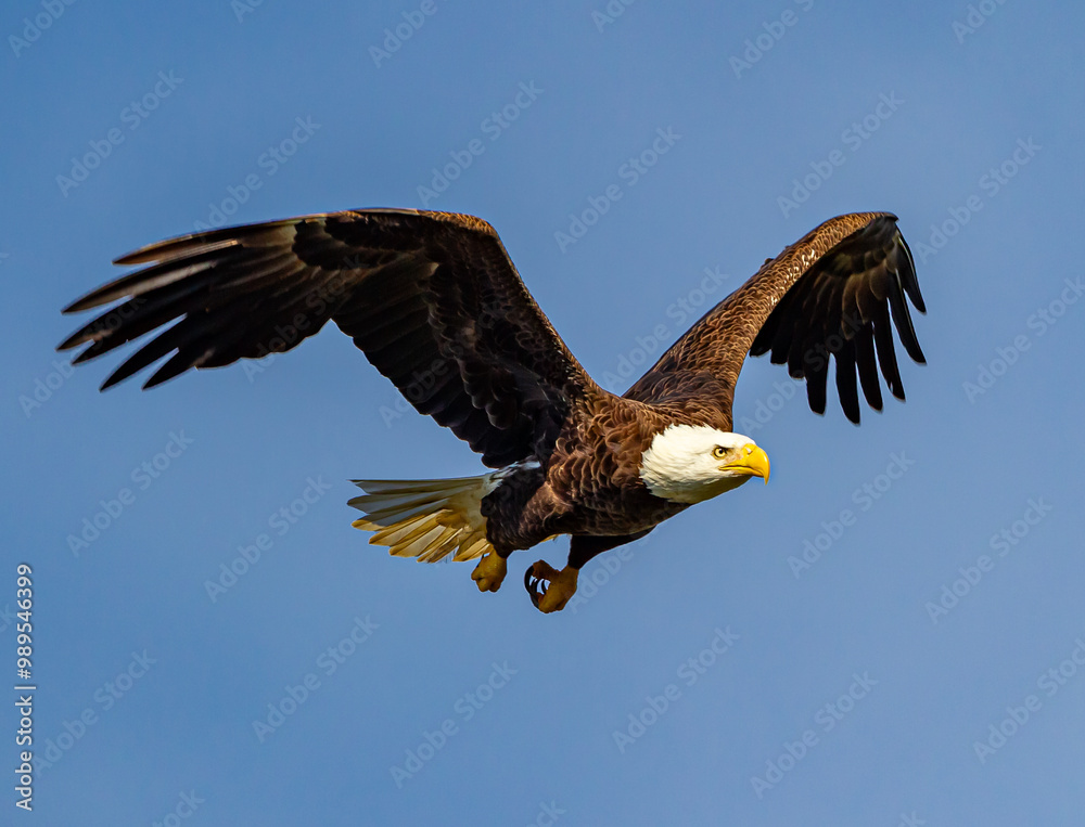 American balled eagle flies from left to right over blue sky American balled eagle flies from left to right over blue sky