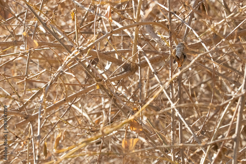 Autumn Concept, leafless twigs for background