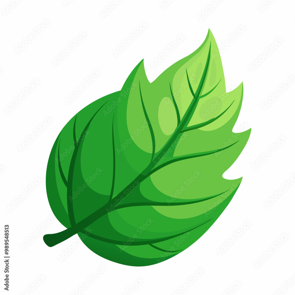 green leaf isolated on white green leaf isolated on white