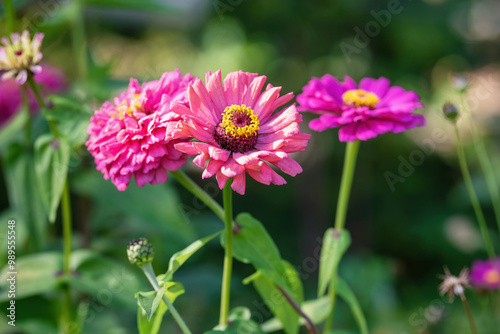 Red zinnias in the garden, shallow depth of field.