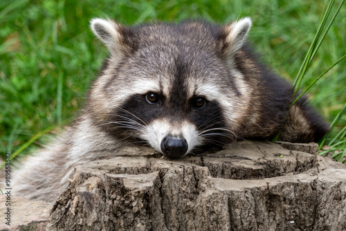 Ruhender Waschbär auf der Lauer