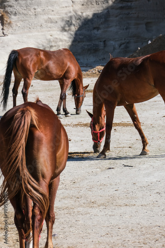 tres cavalos em espaço aberto photo