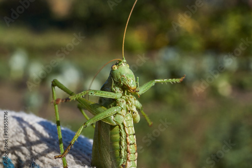 The green grasshopper, or ordinary grasshopper (lat. Tettigonia viridissima) - a species of insects from the family of True grasshoppers of the order orthoptera in the garden. photo