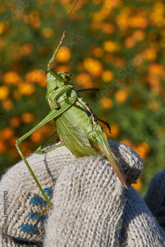The green grasshopper, or ordinary grasshopper (lat. Tettigonia viridissima) - a species of insects from the family of True grasshoppers of the order orthoptera in the garden.