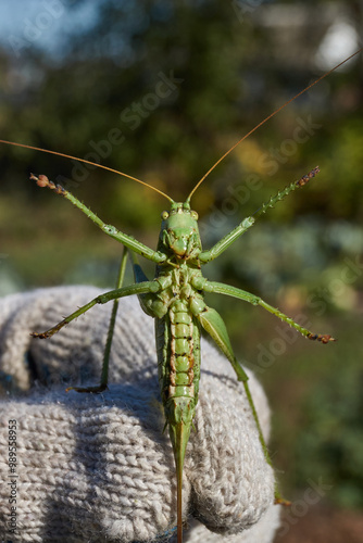 The green grasshopper, or ordinary grasshopper (lat. Tettigonia viridissima) - a species of insects from the family of True grasshoppers of the order orthoptera in the garden. photo