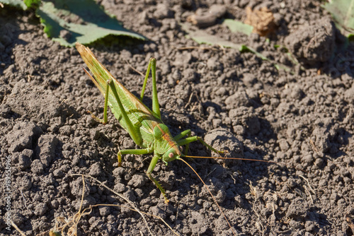 The green grasshopper, or ordinary grasshopper (lat. Tettigonia viridissima) - a species of insects from the family of True grasshoppers of the order orthoptera in the garden.