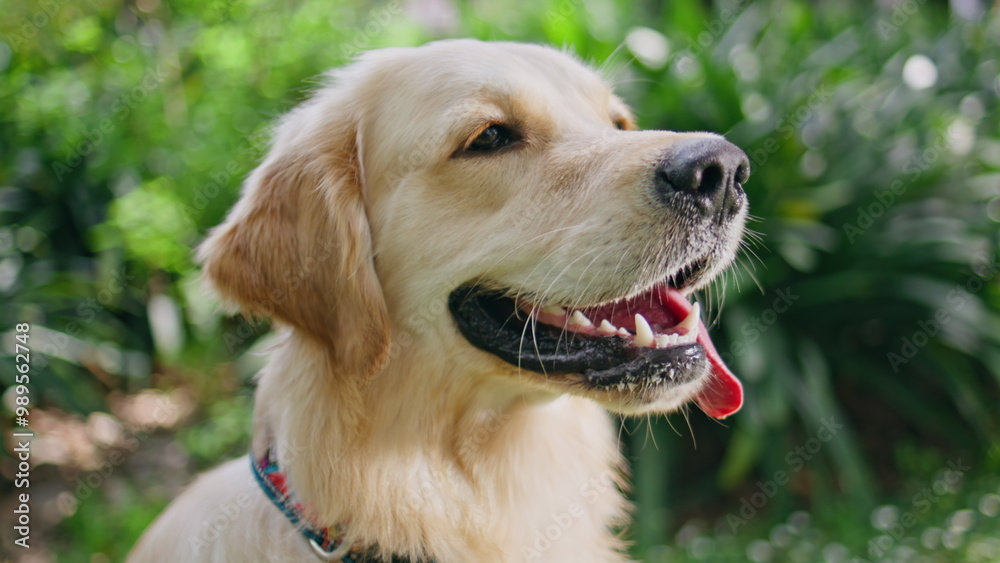 Portrait beautiful golden retriever with tongue out on green nature. Loyal dog Portrait beautiful golden retriever with tongue out on green nature. Loyal dog