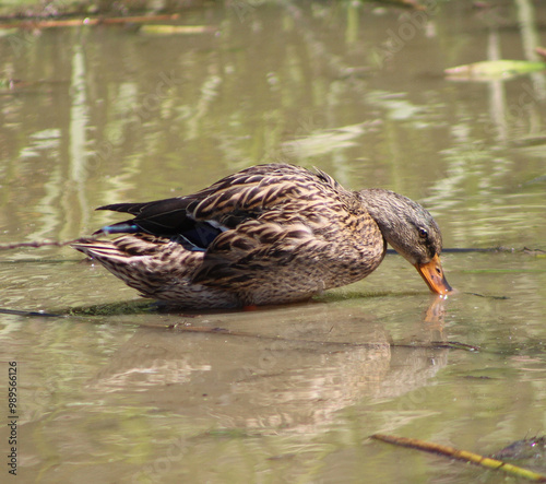 female mallard drinking water 