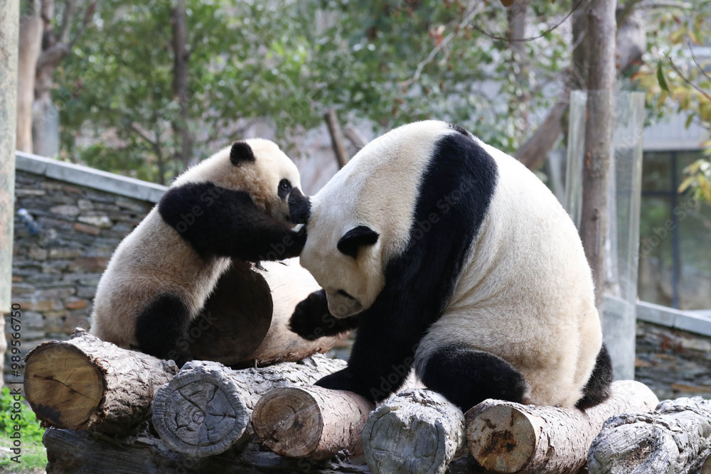 Fototapeta premium Mother panda is playing with her Cub, China