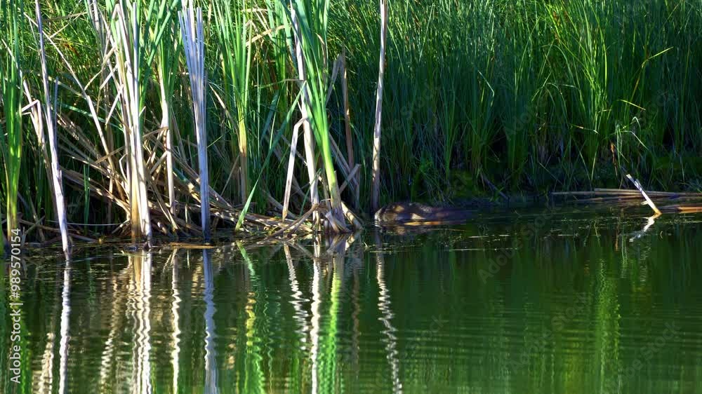 North American River Otter in Elk Island National Park, Alberta North American River Otter in Elk Island National Park, Alberta