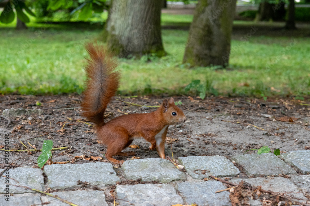 Fototapeta premium Ruda wiewiórka biegająca po parku
