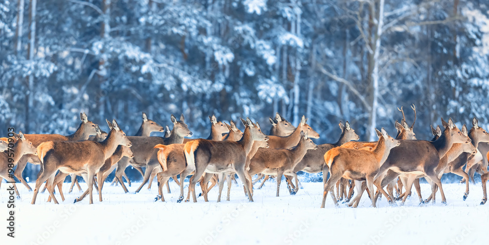 Deers running in snow against winter forest. Wildlife winter seasonal landscape.