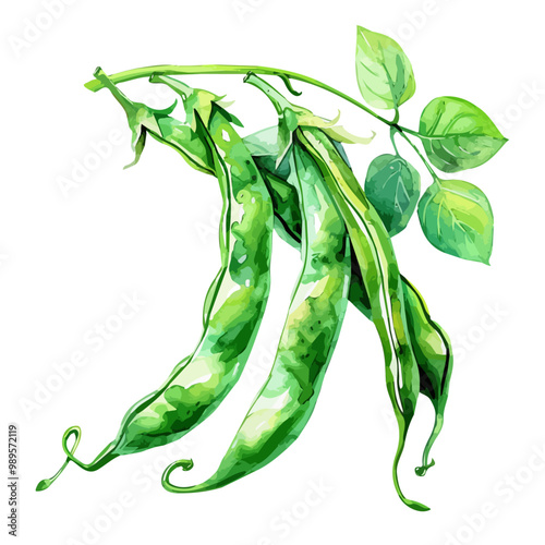 Watercolor drawing of French beans, isolated on a white background, and beans vector