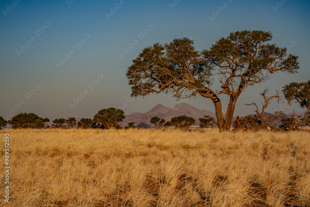 huge sand dunes in the Namib Desert with trees in the foreground of Namibia huge sand dunes in the Namib Desert with trees in the foreground of Namibia