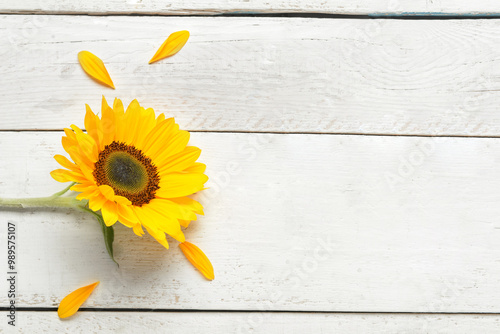 Beautiful sunflower and pet...