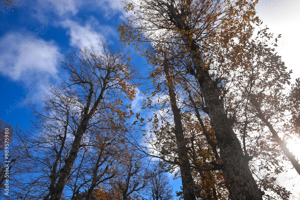 Autumn forest road leaves fall in ground landscape on autumnal background in November, Atmospheric autumn forest in fog. Yellow and orange leaves on trees in mountain forest snow in Africa, Algeria.