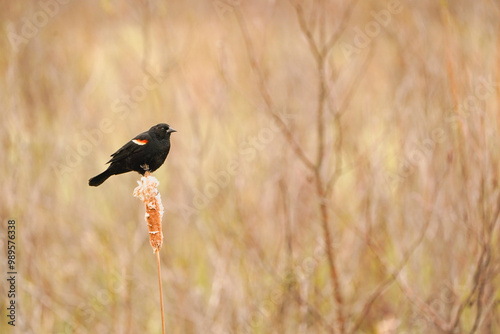 Red winged blackbird perched on bulrush photo