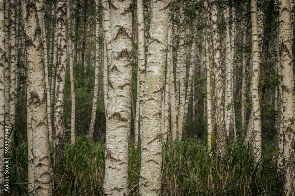 Fototapeta premium A serene forest filled with tall birch trees, showcasing their distinct white bark with dark patterns. The ground is covered with grass and foliage, creating a natural and peaceful setting.