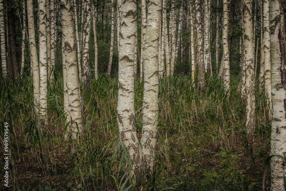 A serene forest filled with tall birch trees, showcasing their distinct white bark with dark patterns. The ground is covered with grass and foliage, creating a natural and peaceful setting. A serene forest filled with tall birch trees, showcasing their distinct white bark with dark patterns. The ground is covered with grass and foliage, creating a natural and peaceful setting.