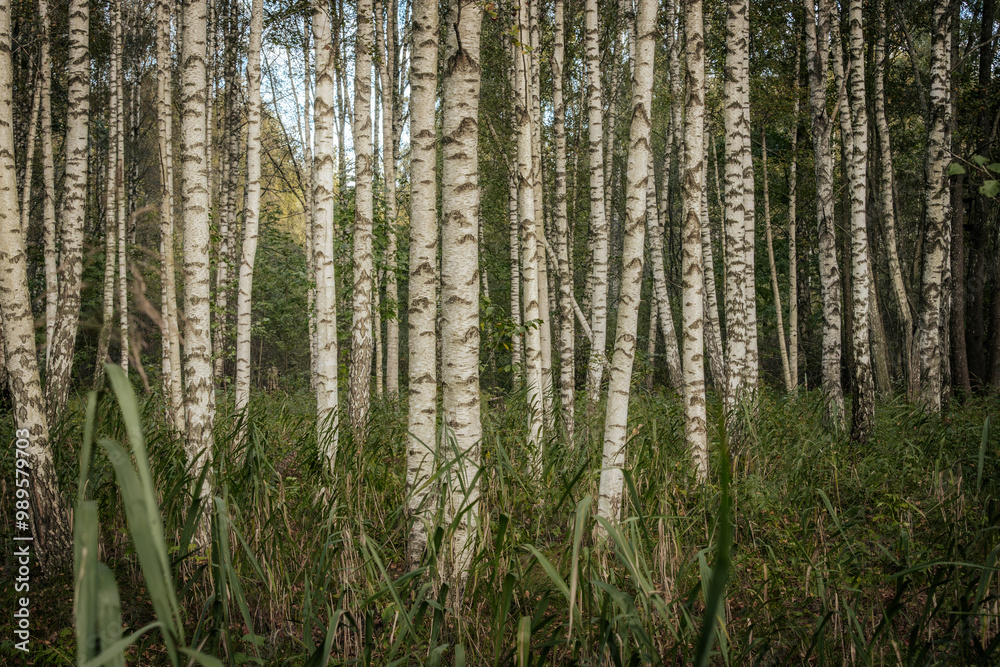 A serene forest filled with tall birch trees, showcasing their distinct white bark with dark patterns. The ground is covered with grass and foliage, creating a natural and peaceful setting.