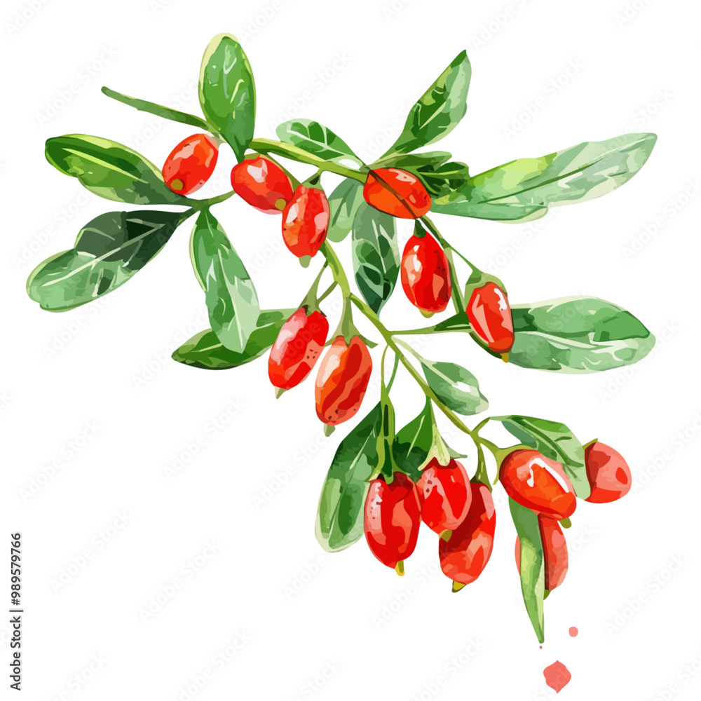Watercolor drawing of goji berry, isolated on a white background, and goji berry vector Watercolor drawing of goji berry, isolated on a white background, and goji berry vector