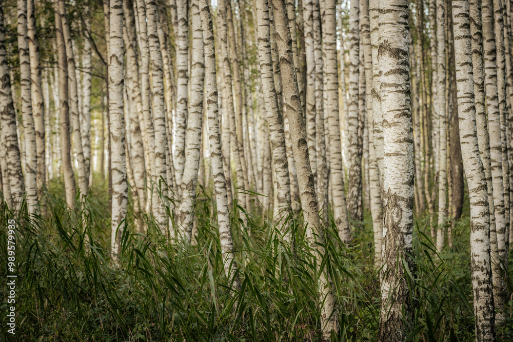 A serene forest filled with tall birch trees, showcasing their distinct white bark with dark patterns. The ground is covered with grass and foliage, creating a natural and peaceful setting. A serene forest filled with tall birch trees, showcasing their distinct white bark with dark patterns. The ground is covered with grass and foliage, creating a natural and peaceful setting.