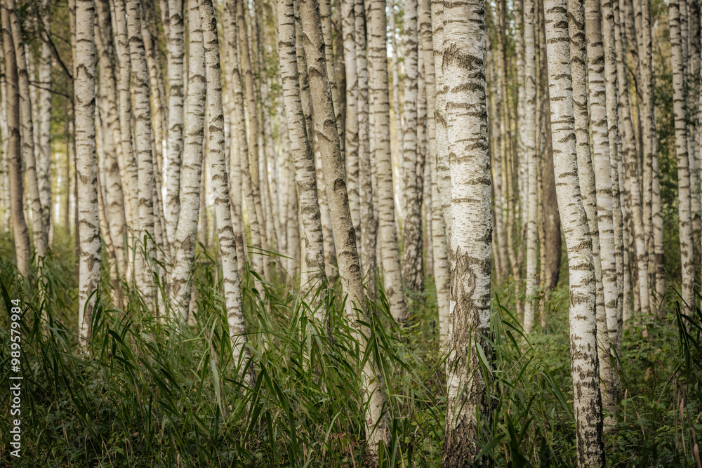 A serene forest filled with tall birch trees, showcasing their distinct white bark with dark patterns. The ground is covered with grass and foliage, creating a natural and peaceful setting. A serene forest filled with tall birch trees, showcasing their distinct white bark with dark patterns. The ground is covered with grass and foliage, creating a natural and peaceful setting.