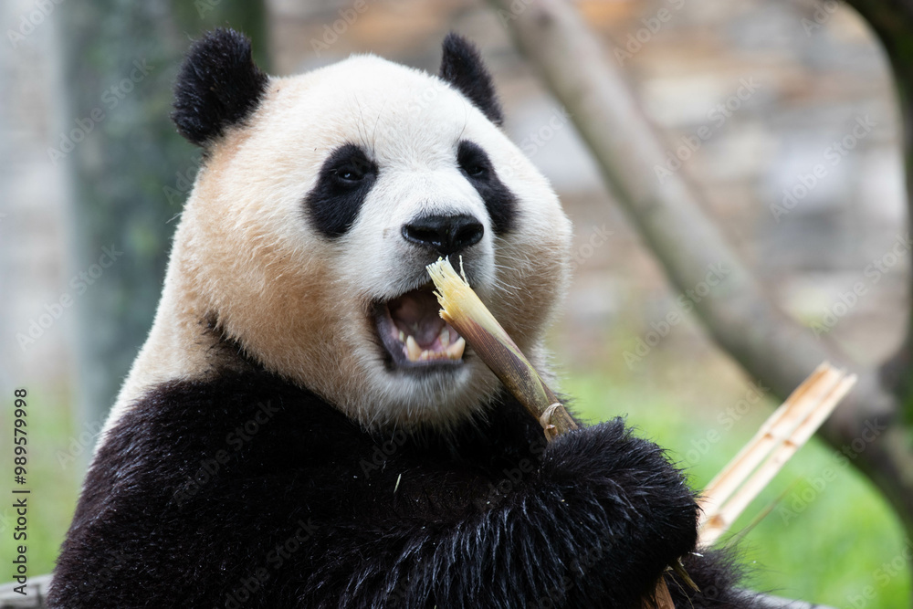 Fototapeta premium Female panda returned from South Korea, Fu Bao