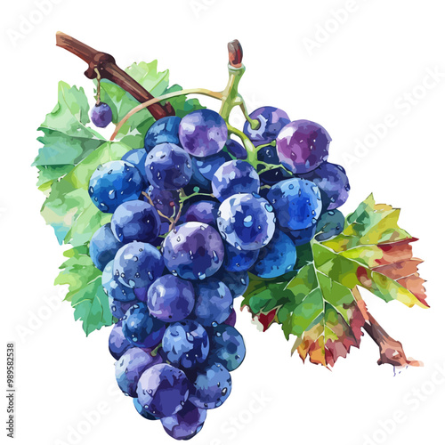 Watercolor vector of Grape, isolated on a white background, and Grape vector