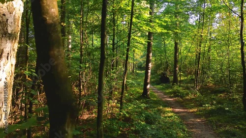 4K drone footage following a forest trail with sunlight streaming through the trees. Aerial view captures the serene beauty of nature, woodland paths, and dappled sunlight in a peaceful forest. photo