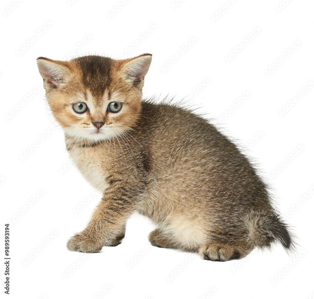 Obraz premium Small gray kitten of the Scottish Straight breed on an isolated background