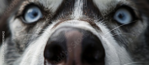 Siberian Husky Nose Face photo