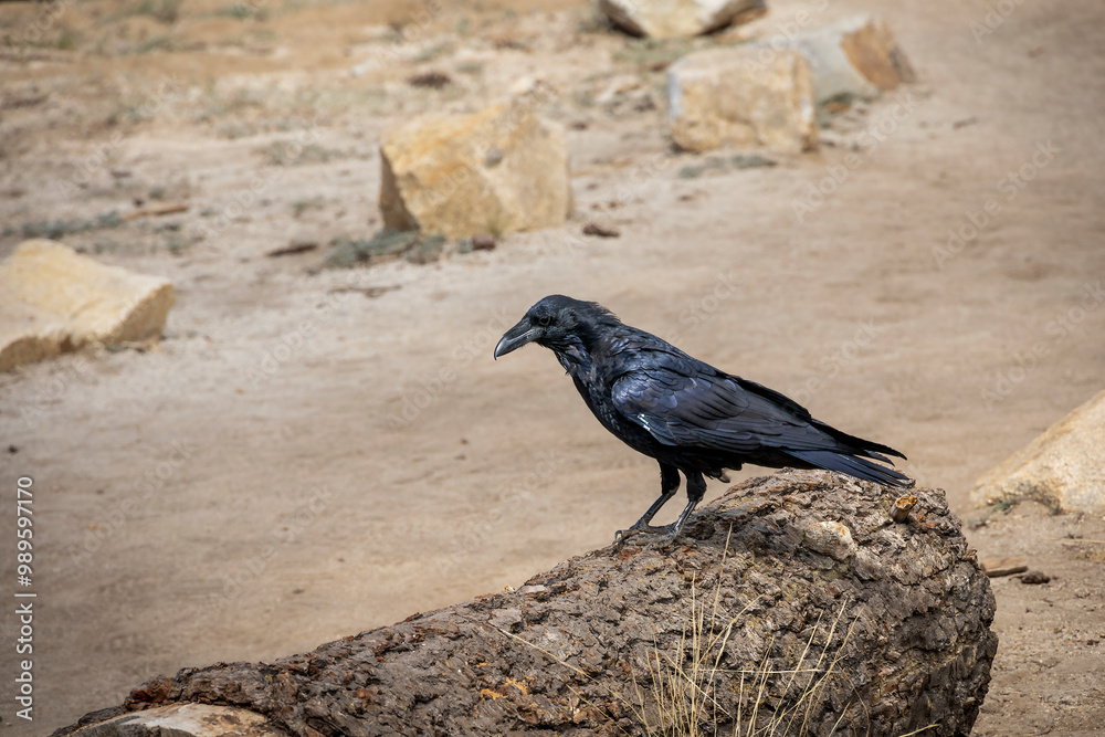 Fototapeta premium A solitary raven perched on a log along the Sentinel Dome trail in Yosemite National Park, showcasing the park's diverse wildlife against a rugged, arid backdrop. 
