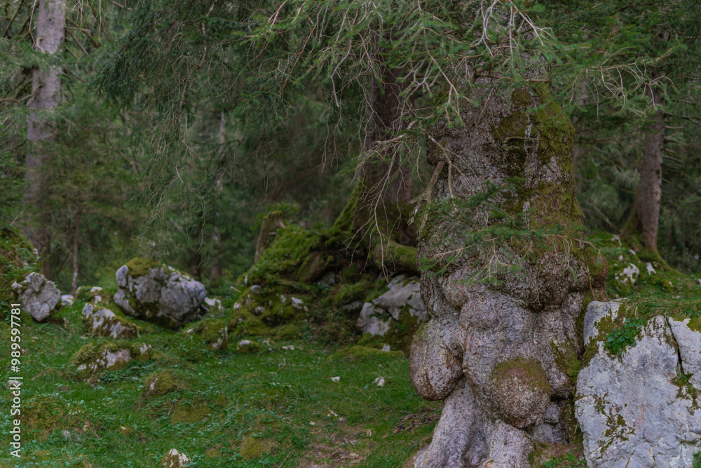 gnarly tree stem in mossy fairy tale forest in the mountains gnarly tree stem in mossy fairy tale forest in the mountains