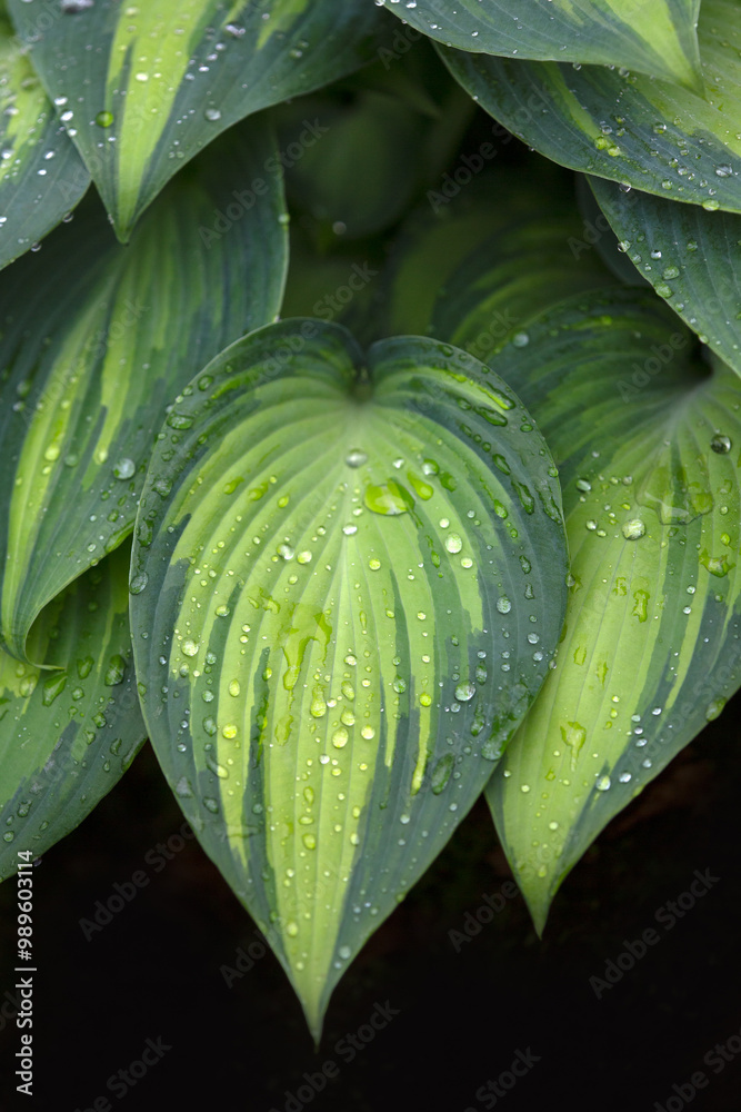 Obraz premium Closeup of foliage of Plantain lily (Hosta 'June')