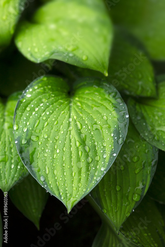 Closeup of foliage of Plantain lily (Hosta 'Gold Standard') photo