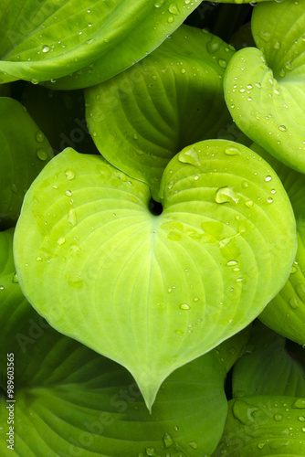 Closeup of foliage of Plantain lily (Hosta 'Moon Lilly') photo