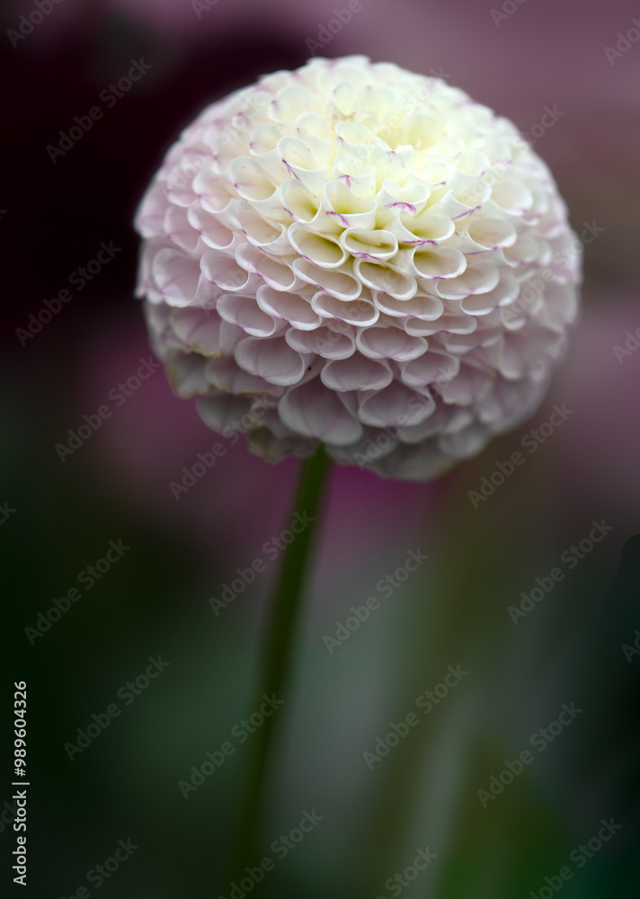 Closeup of a single flower of Dahlia 'Gurtla Twilight' Closeup of a single flower of Dahlia 'Gurtla Twilight'