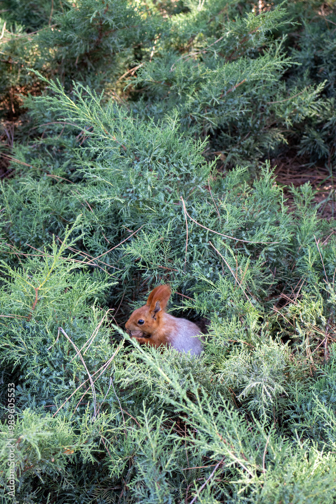 A squirrel stands in natural landscape A squirrel stands in natural landscape