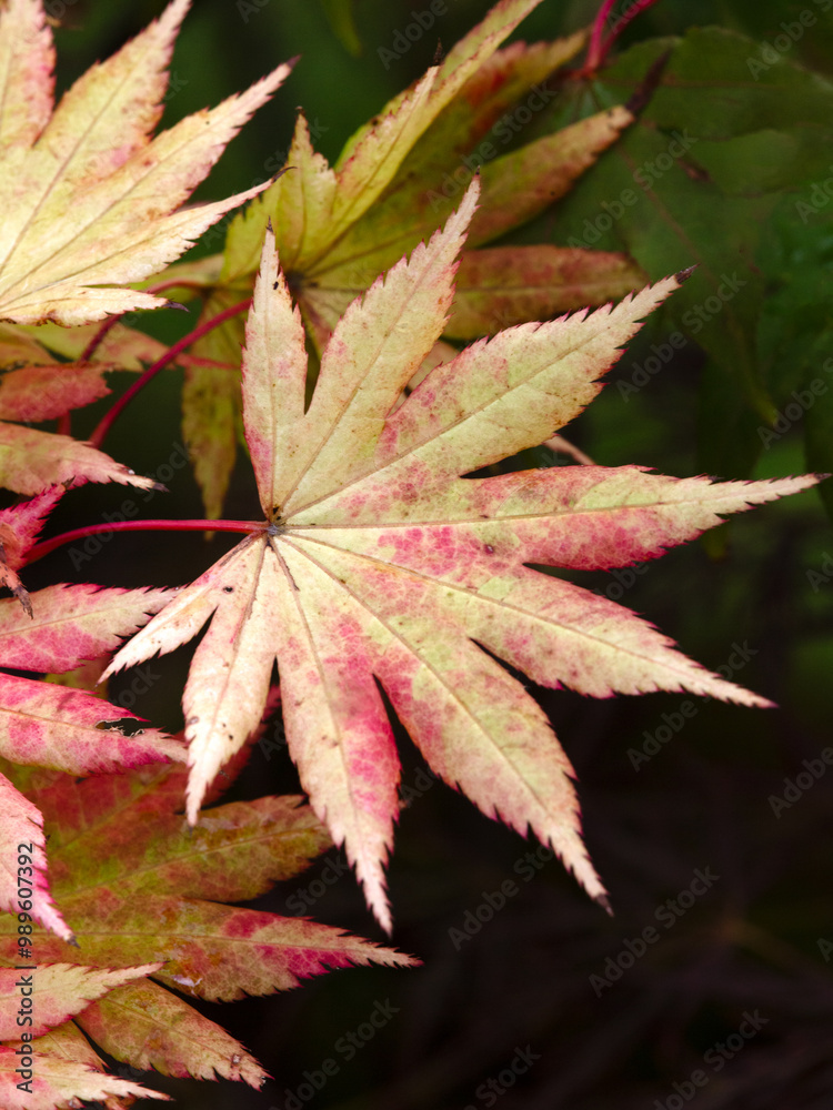 Closeup of leaves of Acer shirasawanum 'Autumn Moon' in a garden in autumn Closeup of leaves of Acer shirasawanum 'Autumn Moon' in a garden in autumn