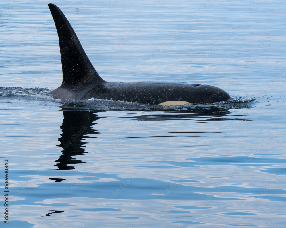 Fototapeta premium Orcas in the Myst - Broughton Archipelago Marine Provincial Park