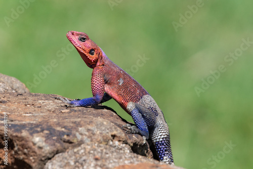 Colorful Male Mwanza flat-headed rock agama Lizard Resting on a Rock Against a Green Background in Tanzania, Africa photo